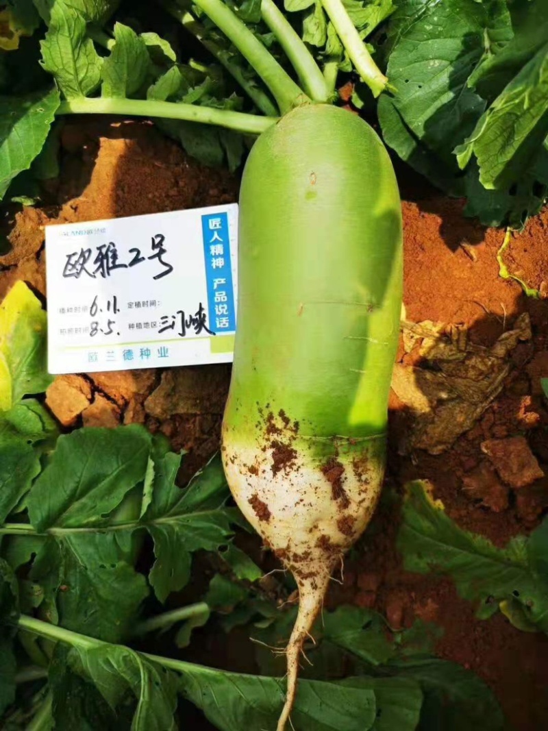 抗热夏播萝卜种子欧雅2号反季节50天上市夏季耐热耐高温