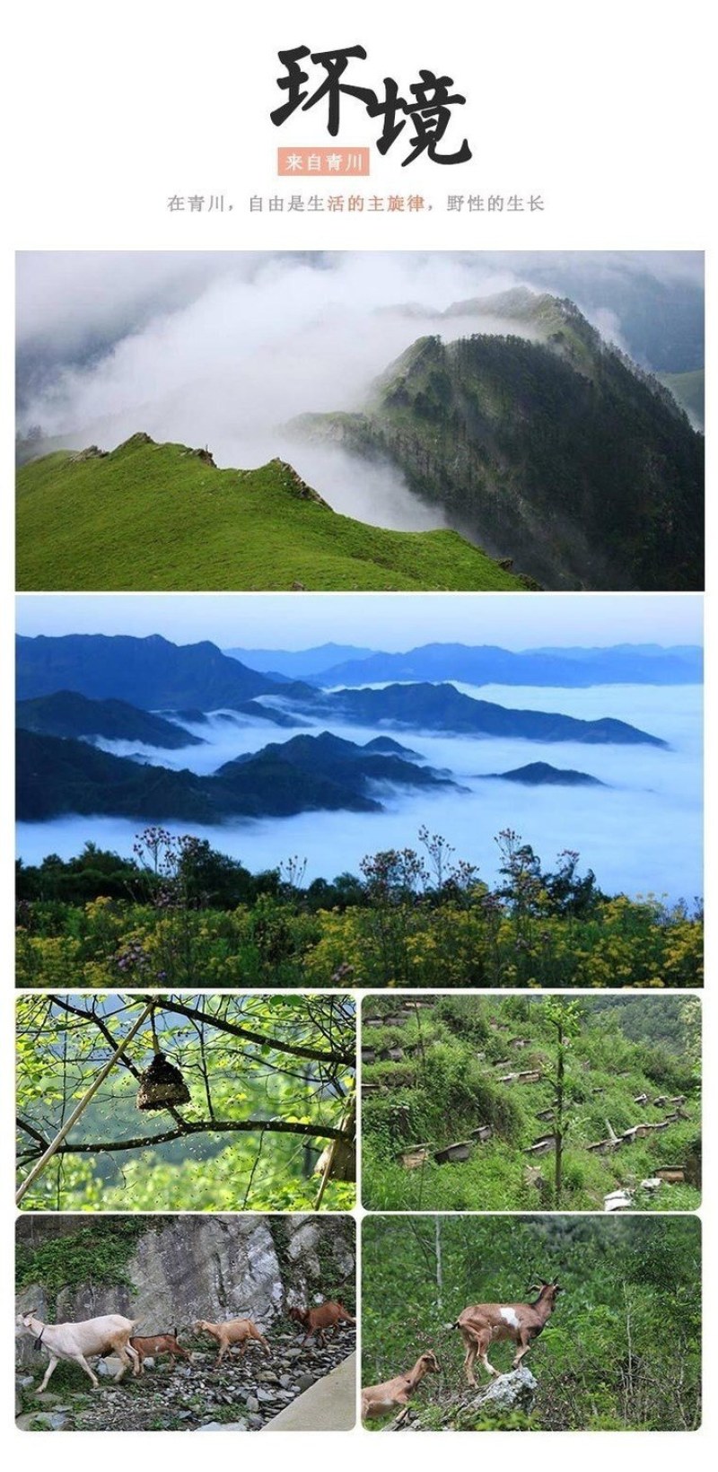 云南哀牢山木桶鋒蜜野生土蜂蜜传统自家散养土鋒蜜