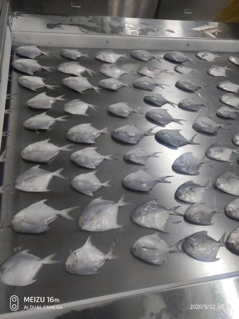 单冻鲳鱼，2二两到四两的，三公斤一箱，二十五的冰衣