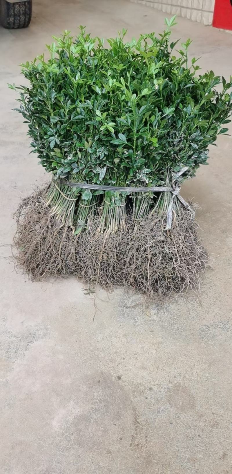 积壳苗，大叶积壳（积橙）兔免费提供种植技术服务