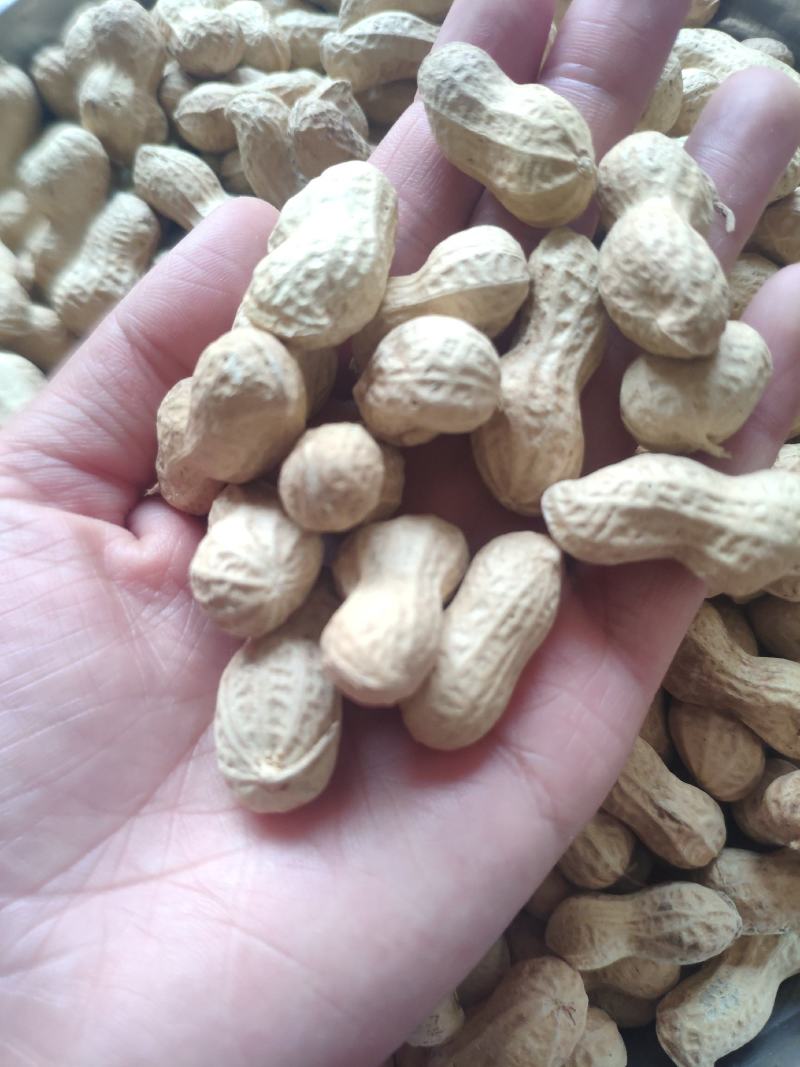 小日本花生炒货专供精选小花生批发颗粒饱满
