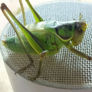 夏蝈蝈预订中