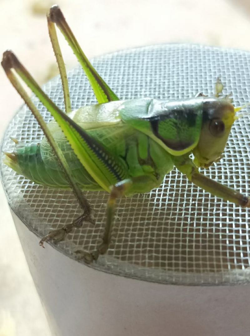 夏蝈蝈预订中