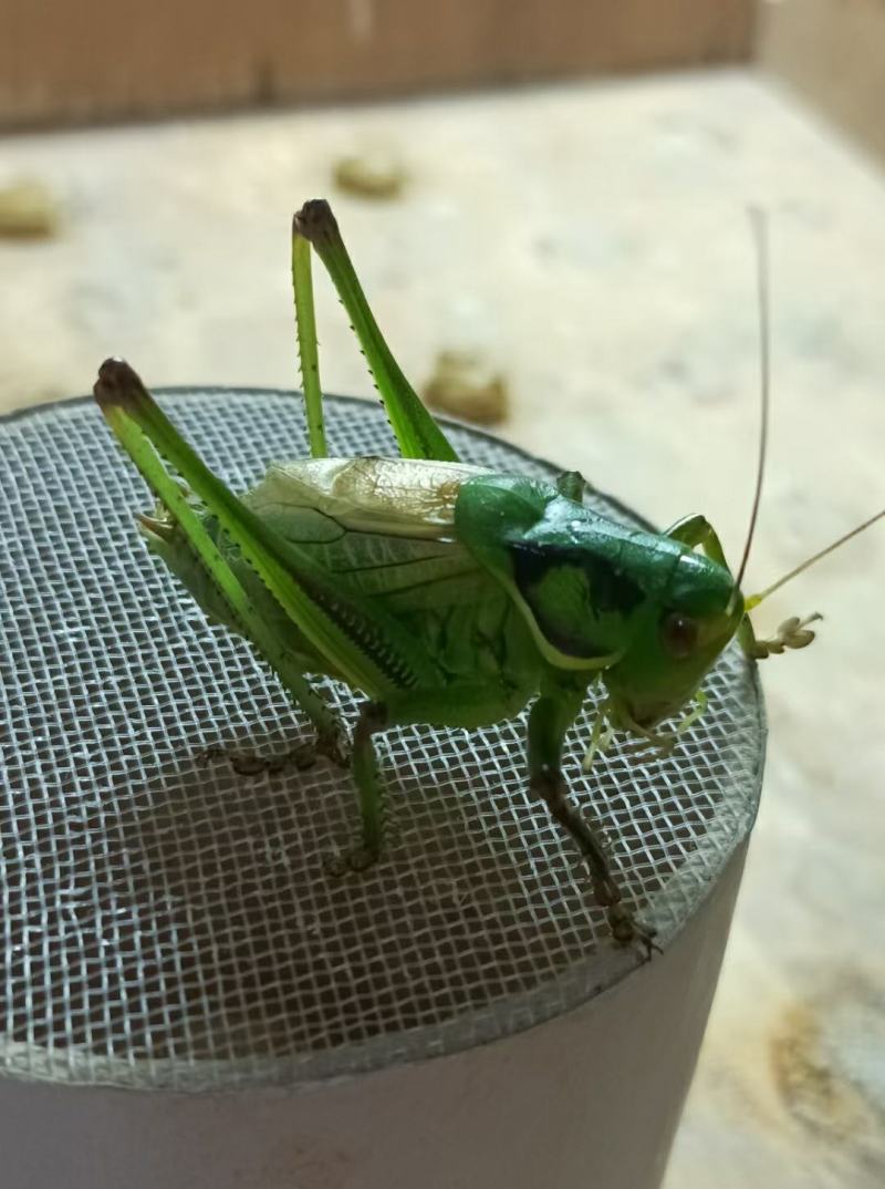 夏蝈蝈预订中