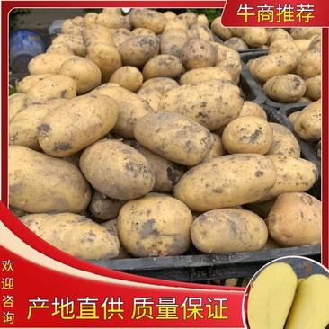 【牛商推荐】精品新鲜土豆产地直销保质保量批发量大优惠