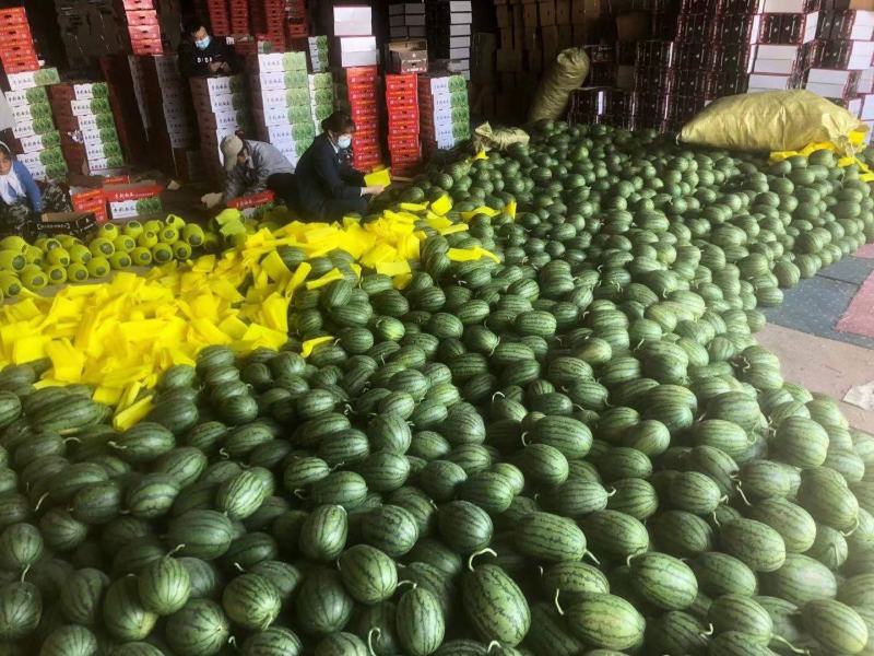 2K头茬黑籽吊瓜，基地直销，保熟保甜大量供货