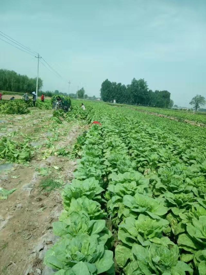 圆叶窝笋，欢迎选购