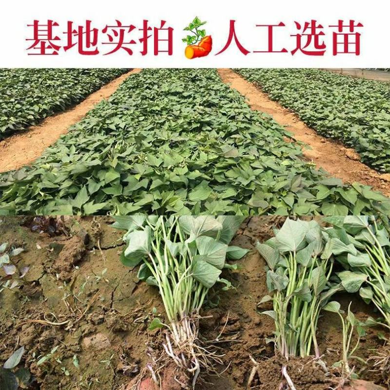 农科所基地出售纯西瓜红薯苗了