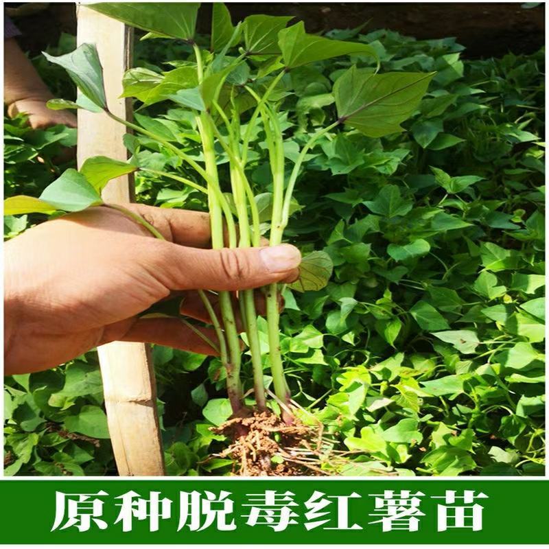 农科所基地出售纯西瓜红薯苗了