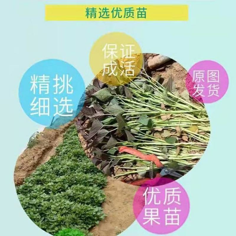 农科所基地出售纯西瓜红薯苗了