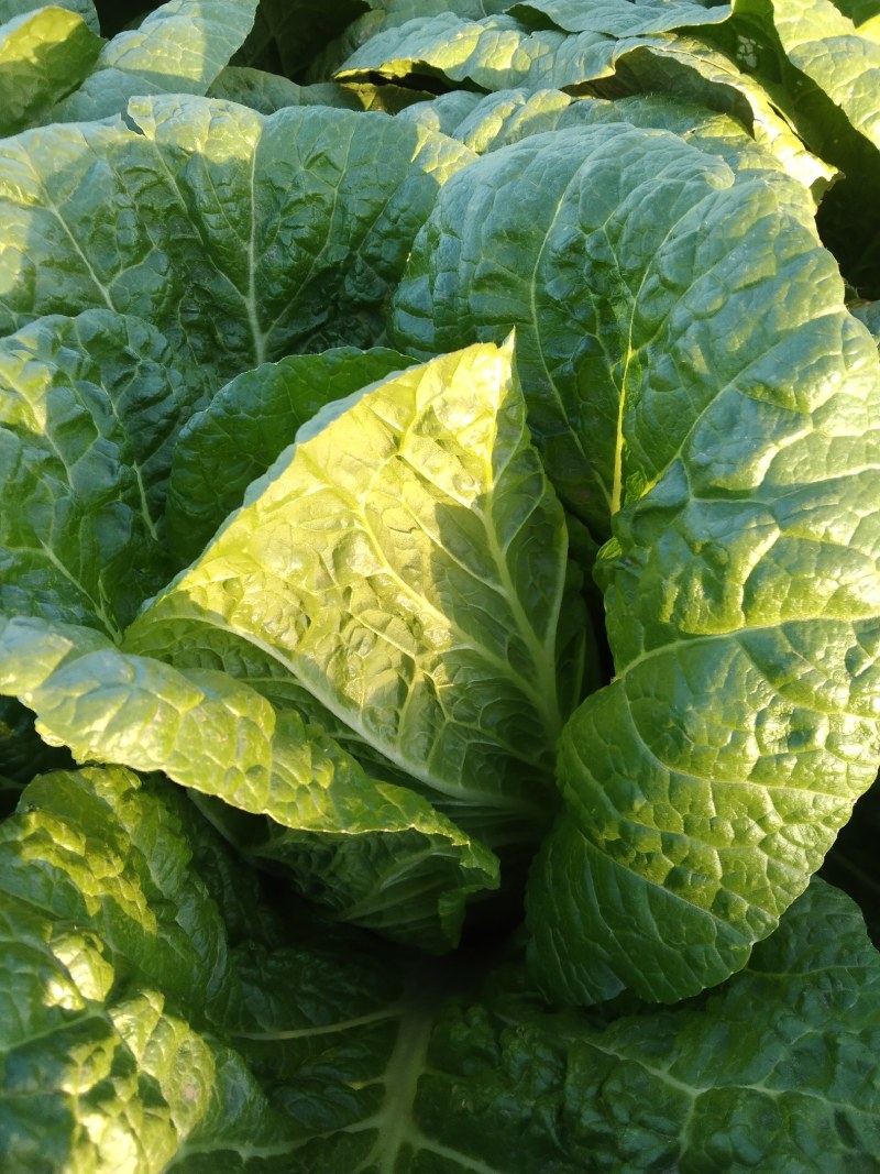 黄心大白菜，产地直发！无烧心，起胎，虫眼！