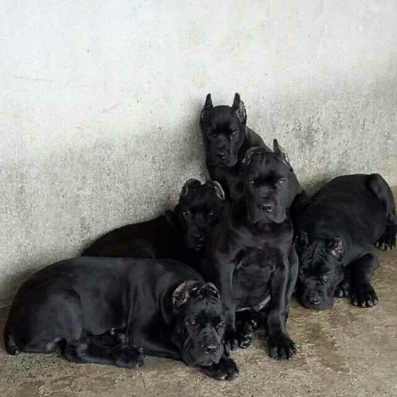 出售纯种卡斯罗犬幼犬，包健康，包纯种，做疫苗