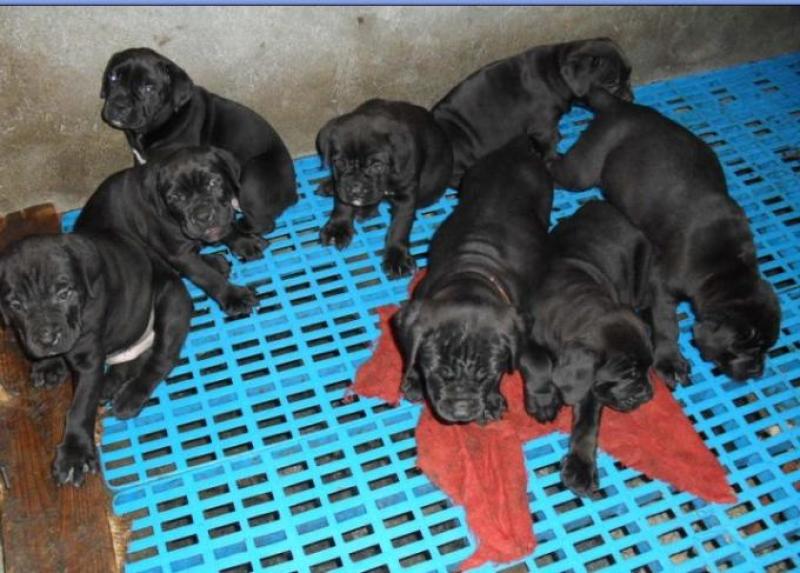 出售纯种卡斯罗犬幼犬，包健康，包纯种，做疫苗