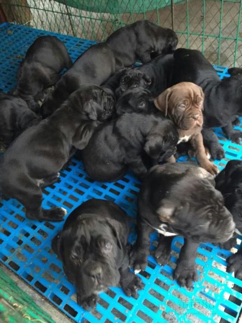 出售纯种卡斯罗犬幼犬，包健康，包纯种，做疫苗