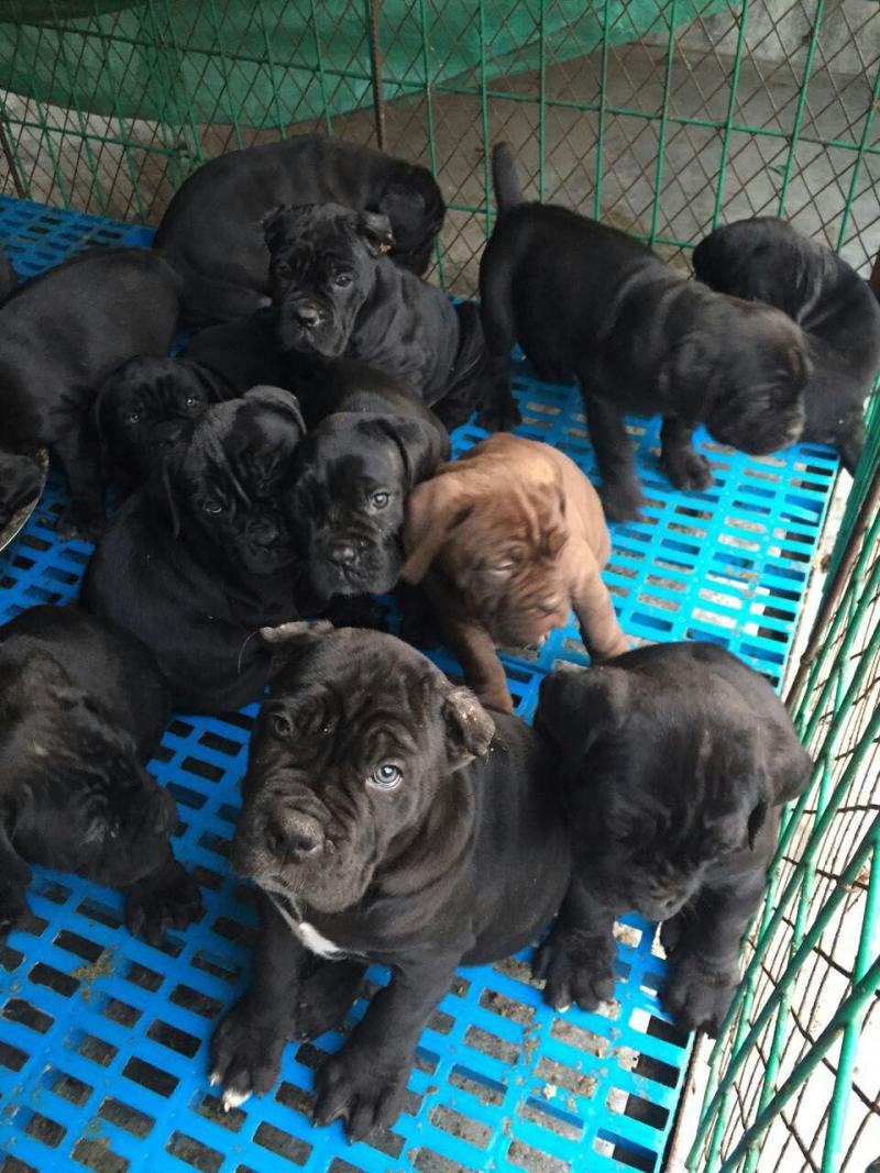 出售纯种卡斯罗犬幼犬，包健康，包纯种，做疫苗