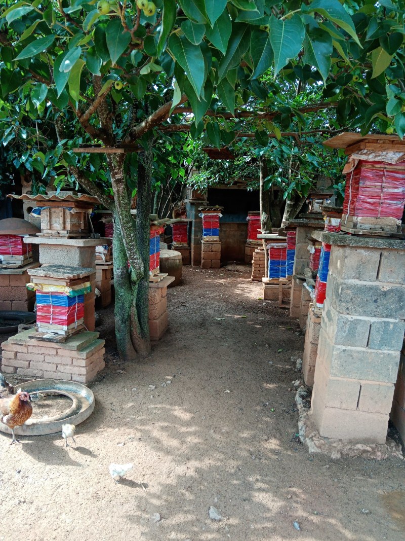 农家土蜂蜜瓶装蜂蜜正宗纯正百花蜜原汁原味自产自销房前屋