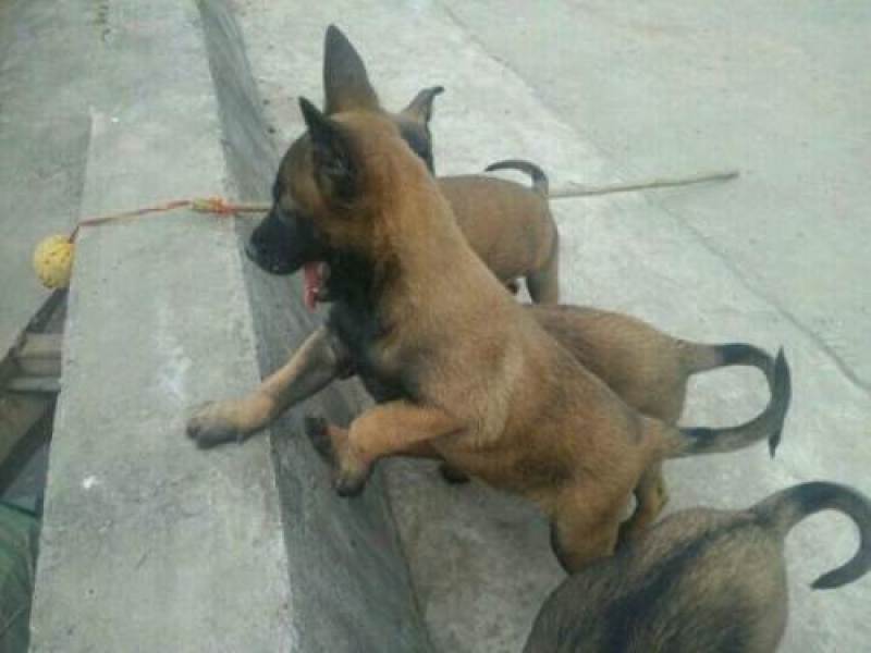 出售:马犬幼犬，包健康，包纯种，全国发货