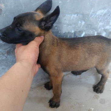出售:马犬幼犬，包健康，包纯种，全国发货
