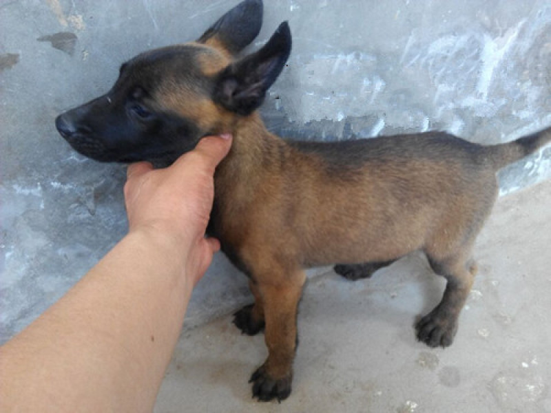 出售:马犬幼犬，包健康，包纯种，全国发货