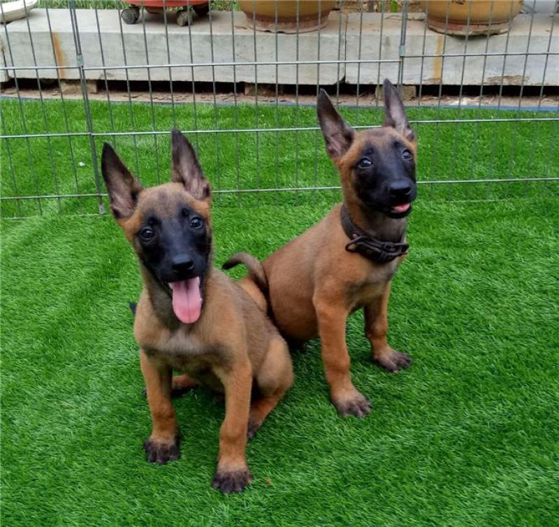 出售:马犬幼犬，包健康，包纯种，全国发货