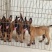 出售:马犬幼犬，包健康，包纯种，全国发货