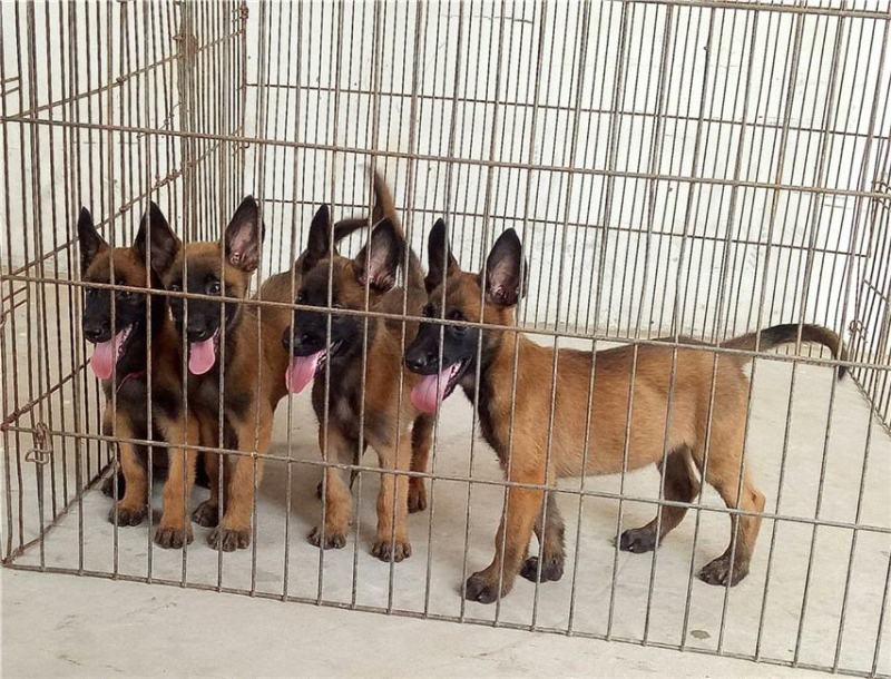 出售:马犬幼犬，包健康，包纯种，全国发货