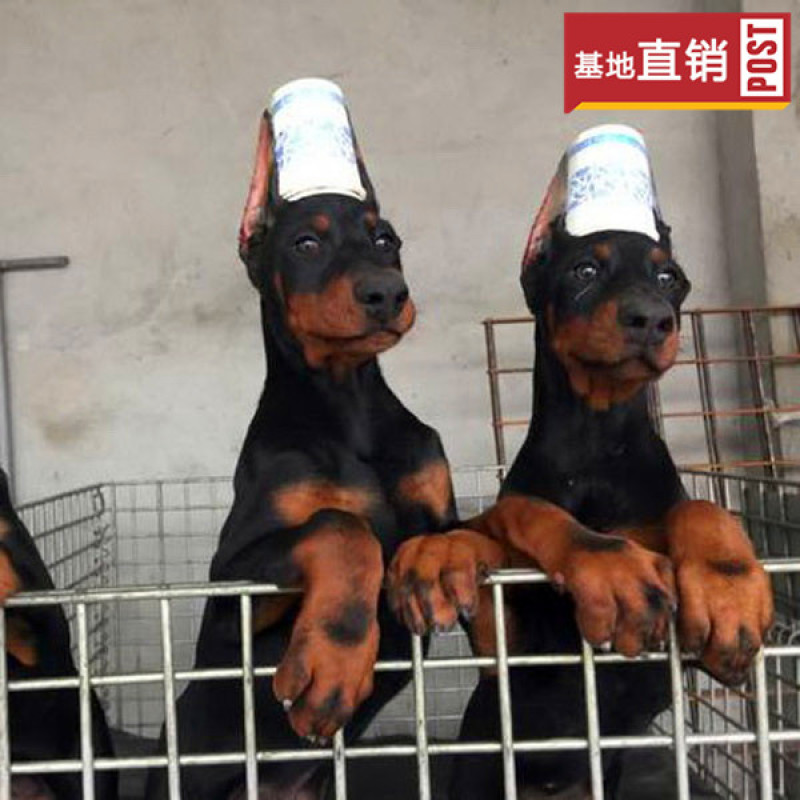 出售:马犬幼犬，包健康，包纯种，全国发货