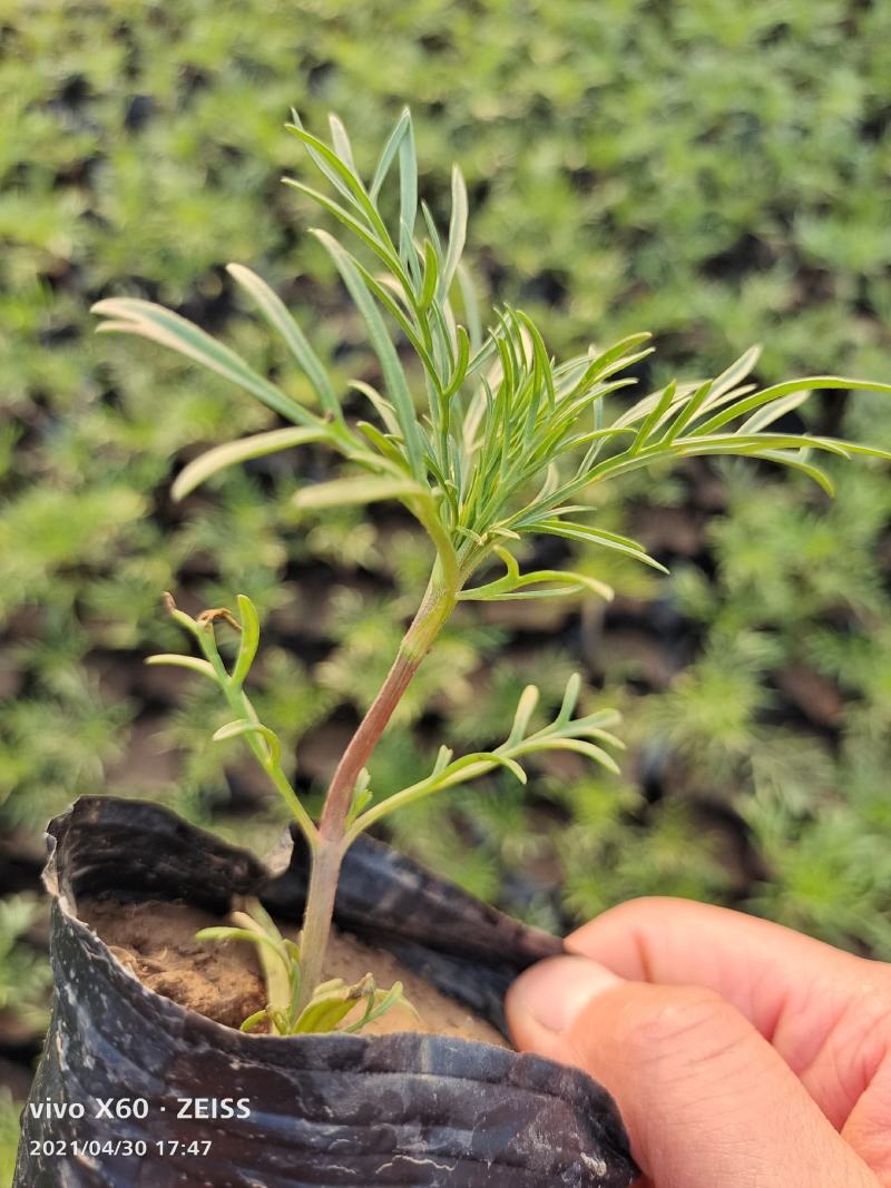 美丽的波斯菊#格桑花，娇艳欲滴，基地直发，成活率高，全国发货