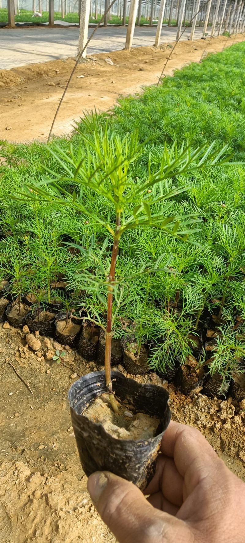 美丽的波斯菊#格桑花，娇艳欲滴，基地直发，成活率高，全国发货