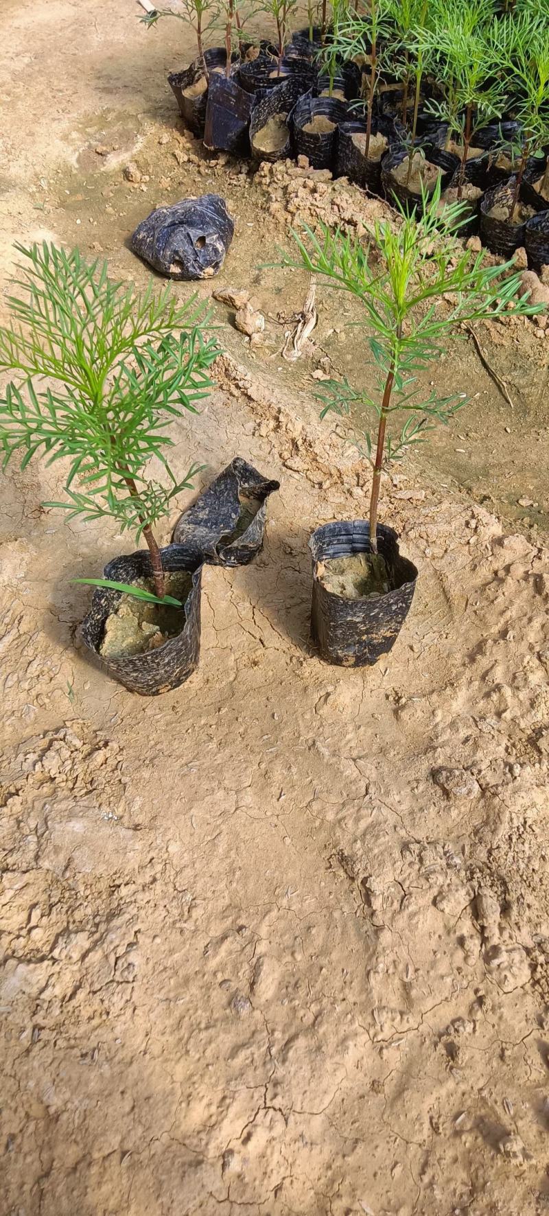 美丽的波斯菊#格桑花，娇艳欲滴，基地直发，成活率高，全国发货