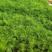 美丽的波斯菊#格桑花，娇艳欲滴，基地直发，成活率高，全国发货