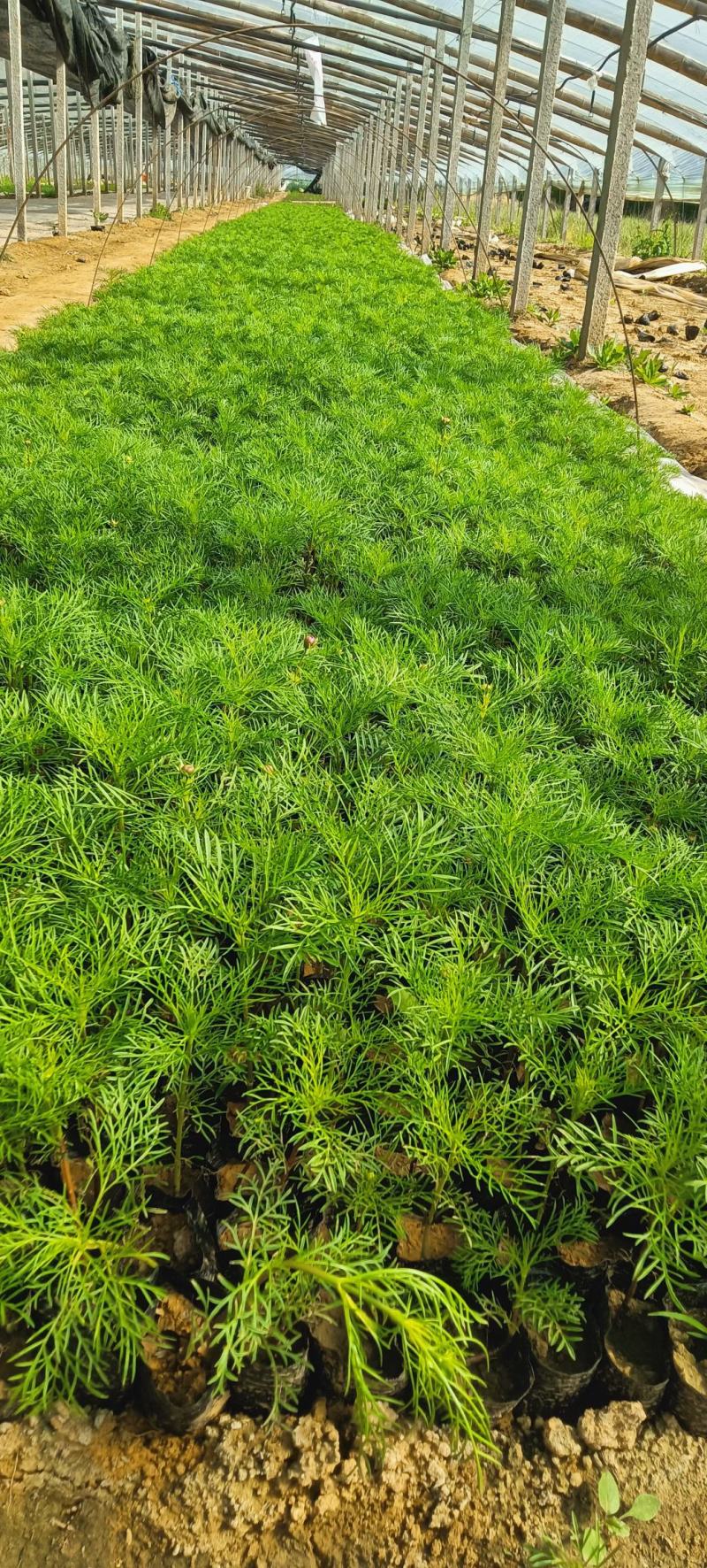美丽的波斯菊#格桑花，娇艳欲滴，基地直发，成活率高，全国发货
