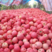 精品红富士苹果产地代收代存入库条纹片红脆甜好全国物流发货