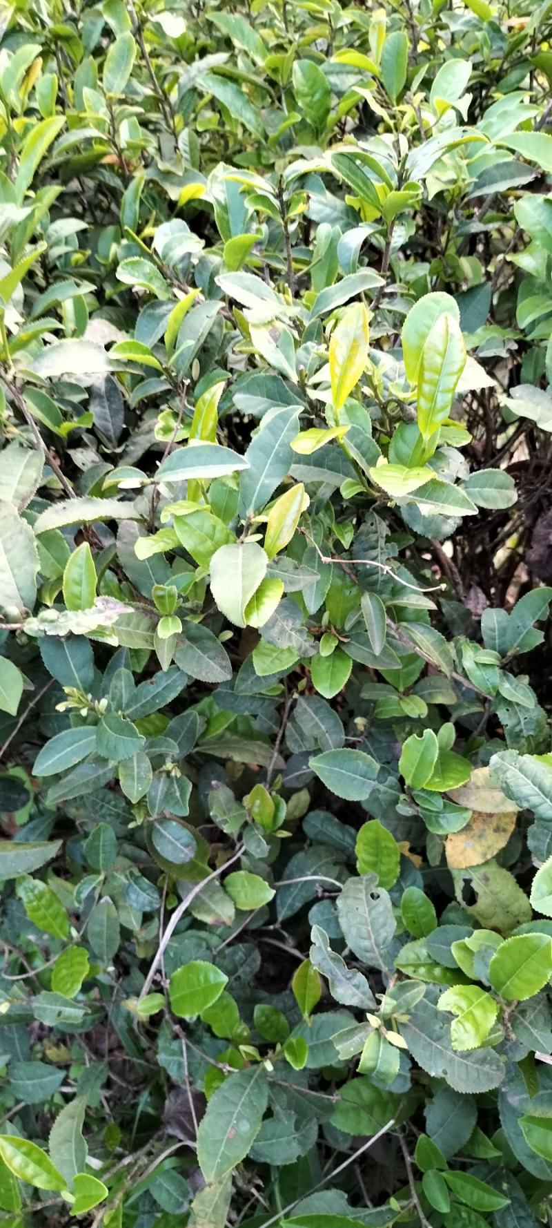 老树大叶茶绿茶明前春茶自产自销