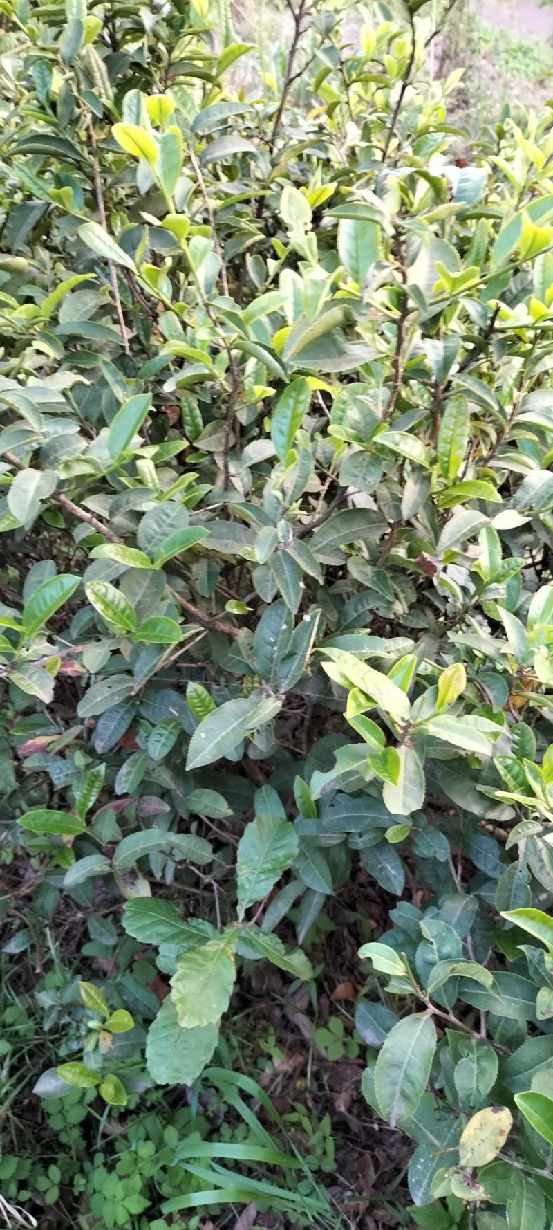 老树大叶茶绿茶明前春茶自产自销