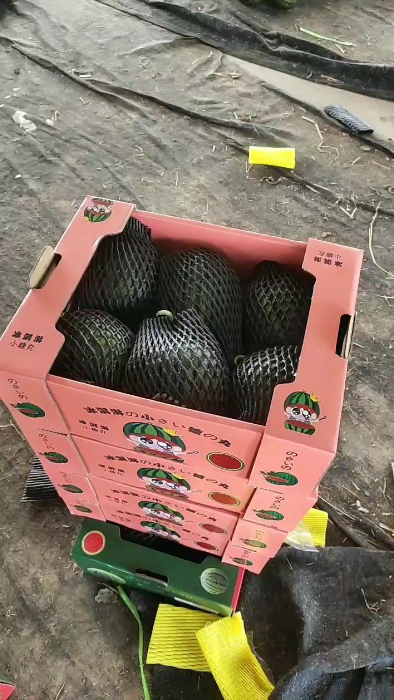 全美2K西瓜牛奶爆瓜手剥西瓜产地发包装齐全一条龙服务