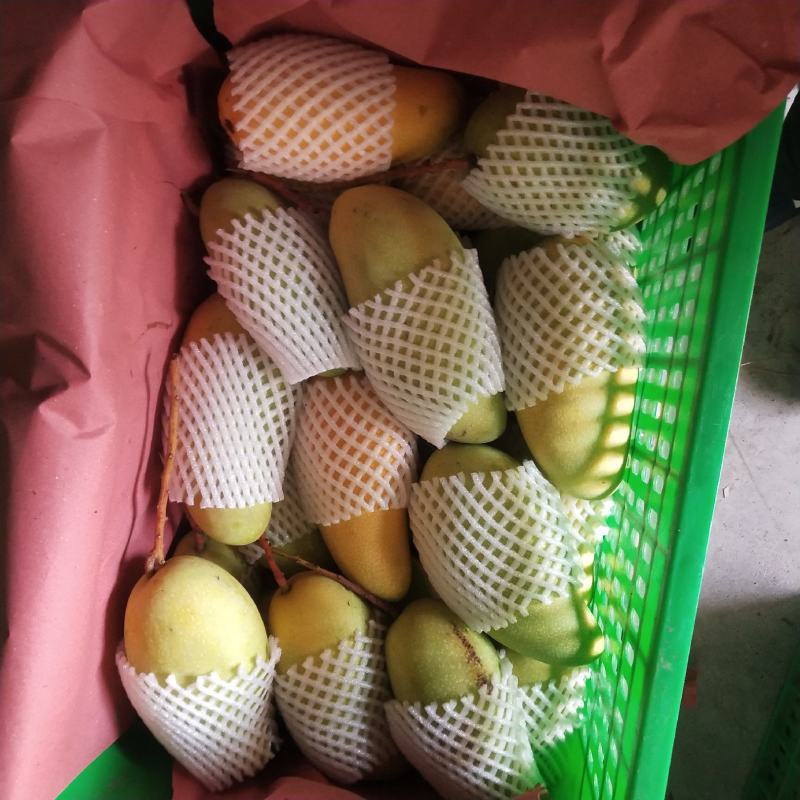 金煌芒