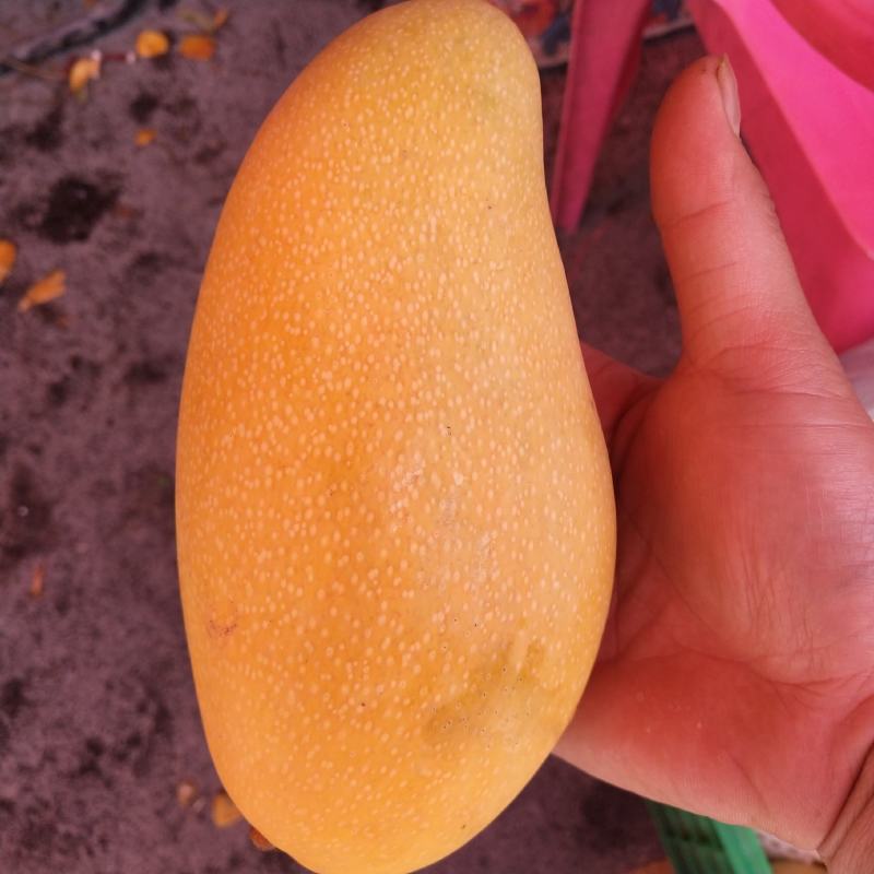 金煌芒