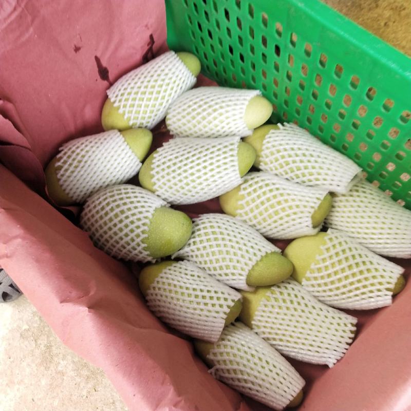 金煌芒
