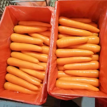 精品三红胡萝卜产地直发，，供超市出口保鲜批发市场