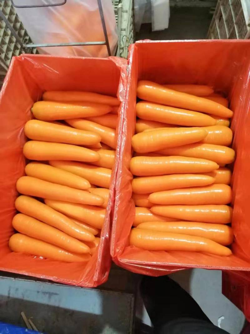 精品三红胡萝卜产地直发，，供超市出口保鲜批发市场