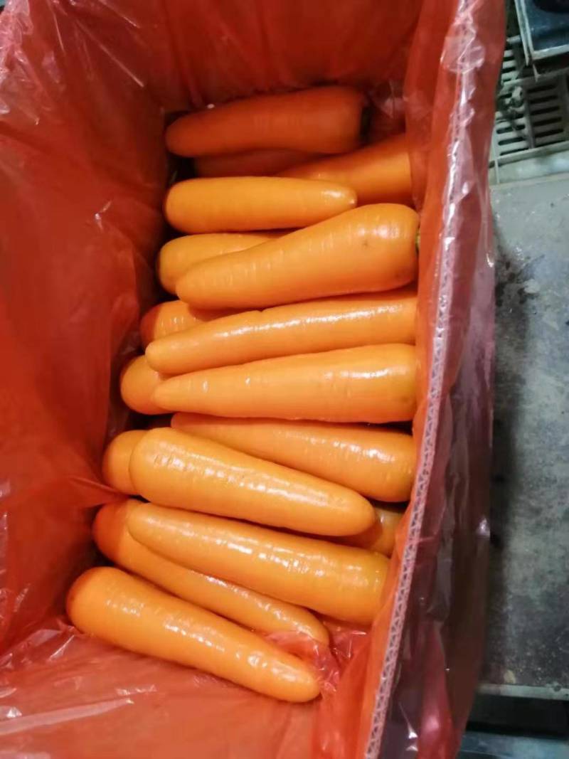 精品三红胡萝卜产地直发，，供超市出口保鲜批发市场