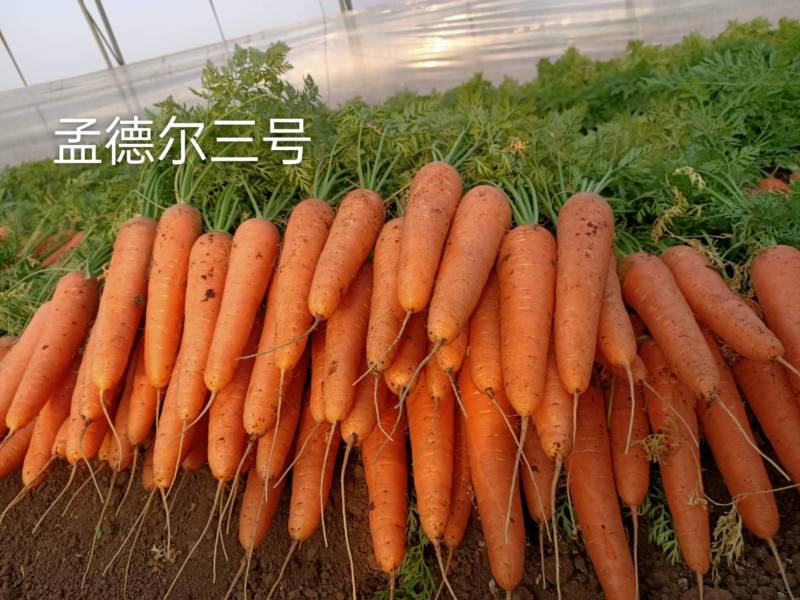 精品三红胡萝卜产地直发，，供超市出口保鲜批发市场