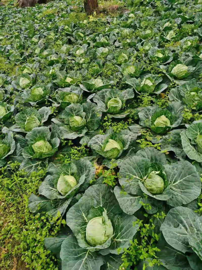 重庆市石柱土家族自治县精品京丰一号包菜开始卖