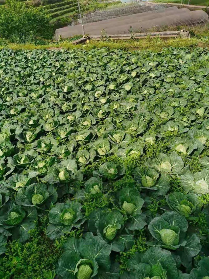 重庆市石柱土家族自治县精品京丰一号包菜开始卖