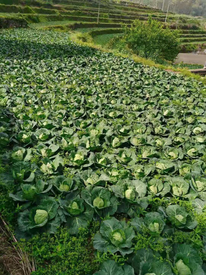 重庆市石柱土家族自治县精品京丰一号包菜开始卖