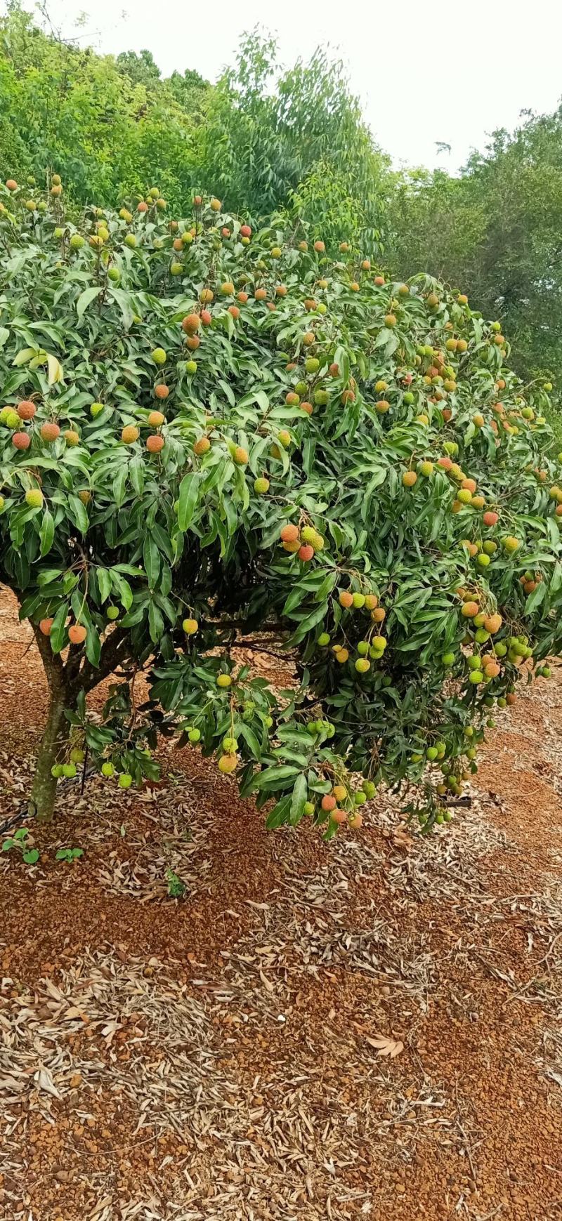 诚信经营:/白糖罂荔枝/包采包挑果包装车