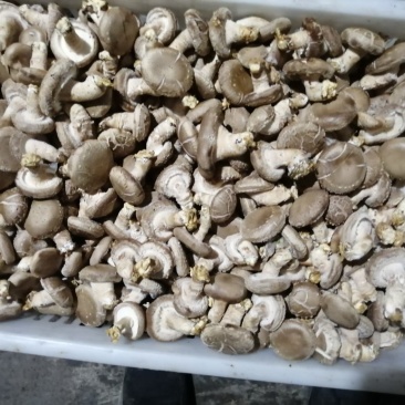 新鲜香菇，精挑细选，花菇多多，冷藏保鲜，口感好味道美！