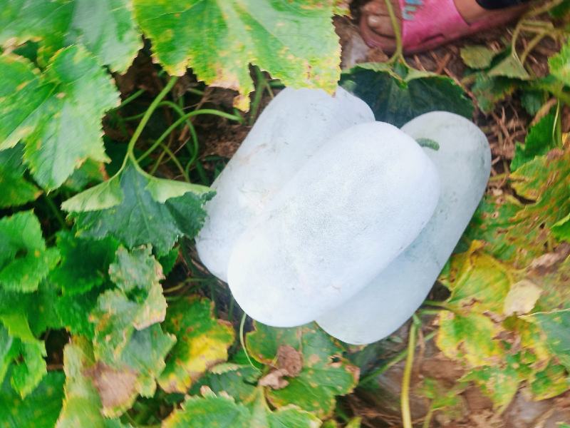 【水果冬瓜】水果东瓜白个头二到三斤，耐运输，欢迎新老客户