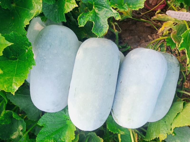 【水果冬瓜】水果东瓜白个头二到三斤，耐运输，欢迎新老客户
